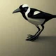 Magpie