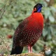 Satyr Pheasant
