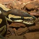 A Ball Python