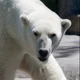 A Polar Bear