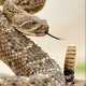 A Rattlesnake