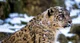 Snow Leopard