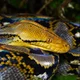 A Reticulated Python