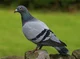 Pigeon