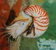 Nautilus