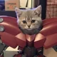 Cat Mech