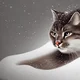 Snow cat