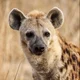 A Spotted Hyena