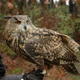 Eagle Owl 