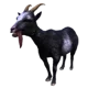 Pilgor goat sim