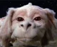 Falkor