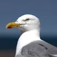 Seagull