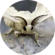 moth