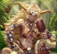Rajang 
