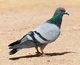 Pigeon