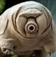 Tom tardigrade  