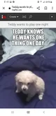teddy the toy poodle