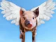Flying Pig
