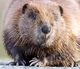 Beaver