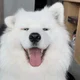 Samoyed Dog