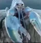 Blue Lobster