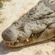 A Nile Crocodile