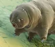 Water_Bear
