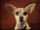 Gidget The Chihuahua