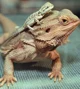 Bearded Dragon