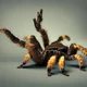 Your pet tarantula