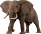 African Elephant