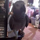 Dynatheparrot 2