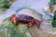 Crab