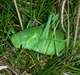 Grasshopper