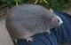 Giant Rat