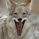 Hungry Coyote