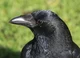 A crow