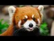 Red panda