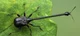 Pencil-shaped-bug-ja