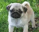 a pug puppie