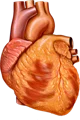 Heart