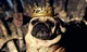 THE PUG KING