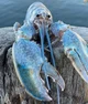 Amy the blue lobster