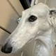 Borzoi