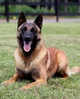 Belgian Malinois