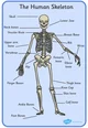 skeleton