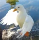 Pet Duck 