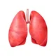 Lungs