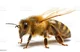 Bee1