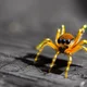 Baby Spider